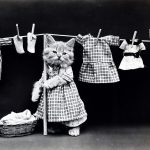 cat laundry