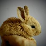 small rabbit